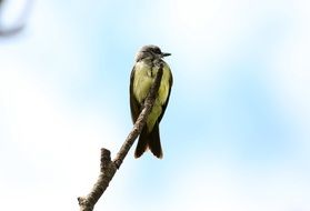 Tropical kingbird on branch at sky