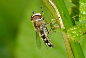 scaeva pyrastri on the green plant