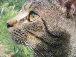 profile of a domestic cat