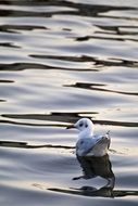 Seagull on the water