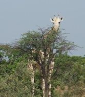 giraffe chomping tree, niger, kourÃ©