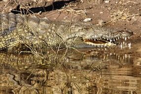 crocodile with sharp teeth in a river, botswana