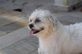 white puppy on the floor