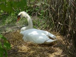 nesting white swan