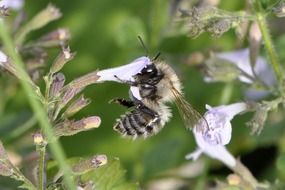 pollinating honey bee in summer