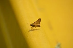 moth on the yellow surface