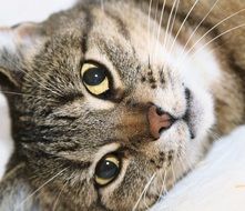 portrait of tabby kitten