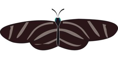 Butterfly drawing