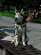 wonderful Husky Dog