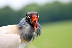 stunningly beautiful King Vulture