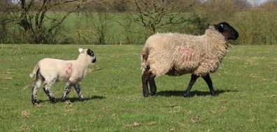 grazing sheep with lamb on a sunny day