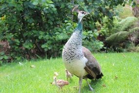 beautiful and cute Peacock Chicks