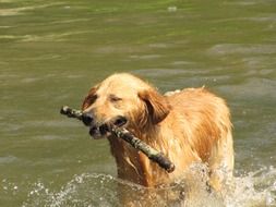 stunningly beautiful Golden Retreiver