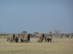 group of elephants in savanna, kenya