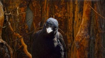 bird on a background of trees