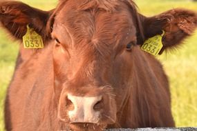 charming Cow Curious