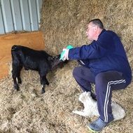 man Feeding Baby Calf on Farm