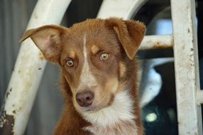 charming brown puppy