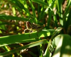 grasshopper on the green stem