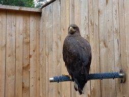 bird of prey sits on a metal pipe near the wall