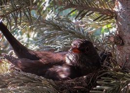 Blackbird Nest