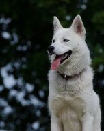 Husky on a background of green trees