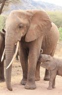 wild african elephant with child