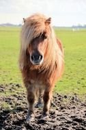 pony horse outdoor