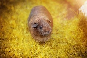 Smooth Hair Guinea