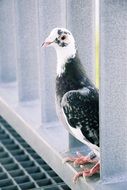 black and white Dove on grates