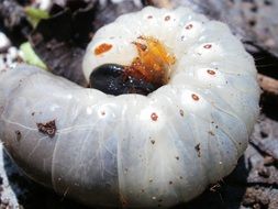 white blind caterpillar closeup