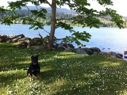 charming Dog in Park