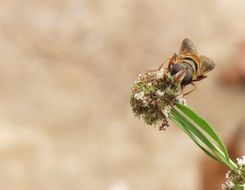 fly on Flower, brown blurred background