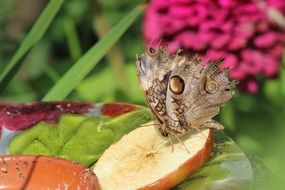 butterfly on apple slice