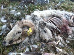 Dead Animal
