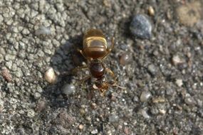 close-up of an ant queen