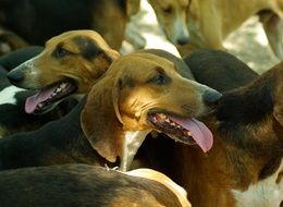 A lot of the hunting dogs