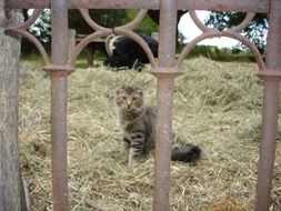 little kitten behind the fence