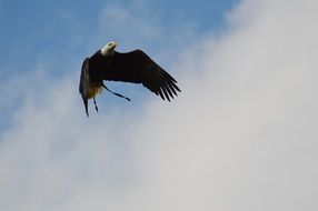 flyibg bald eagle in the wildpark poing