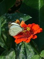 light butterfly on a summer flower