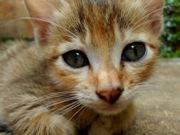portrait of adorable red kitten