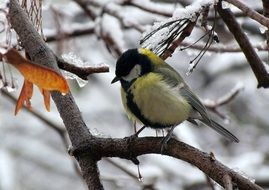 Big Tit on a snow-covered branch