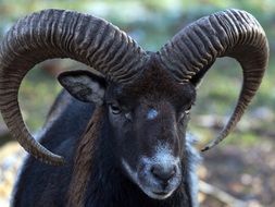 wild goat with long horns