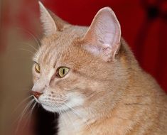 red cute Cat Portrait