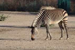 grazing zebras in the zoo