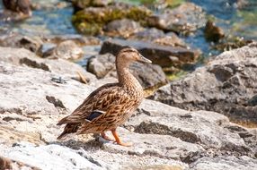 drake standing on the rock