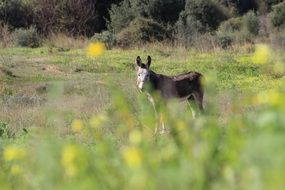 donkey among beautiful nature