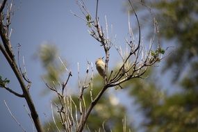 Chiffchaff, small Bird on bare branch in Wild