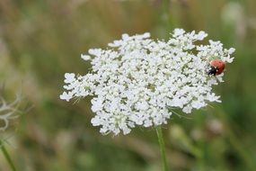 Picture of the Herb Flowers