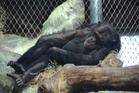 sleeping chimpanzee in the zoo